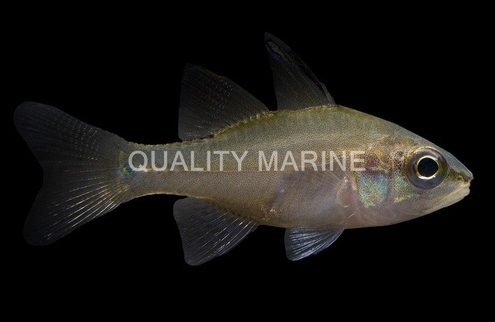 Half-Barred Cardinalfish :: 13545