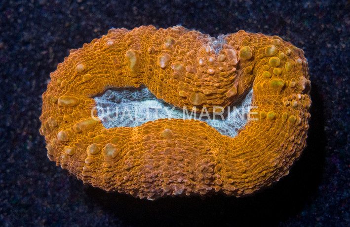 Brain Open Orange Rim w/Teal Center :: 82198