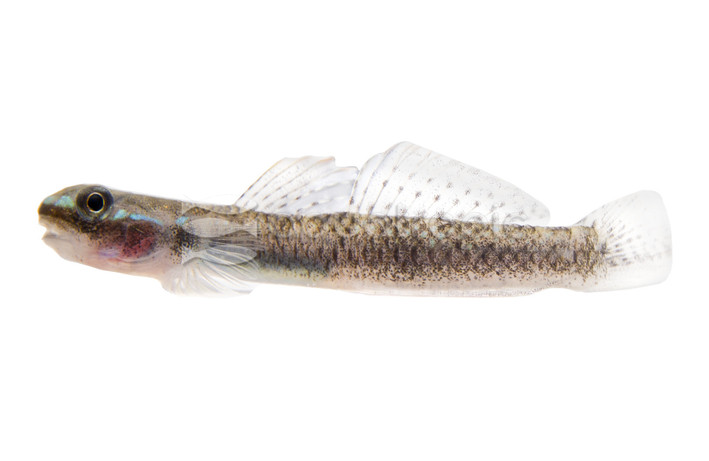 Black Neon Stiphodon Goby :: 67714