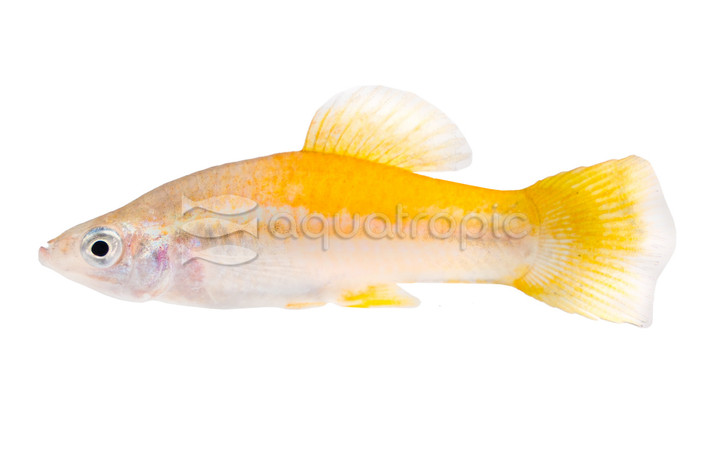 Ansorge's Neolebias Tetra :: 94330