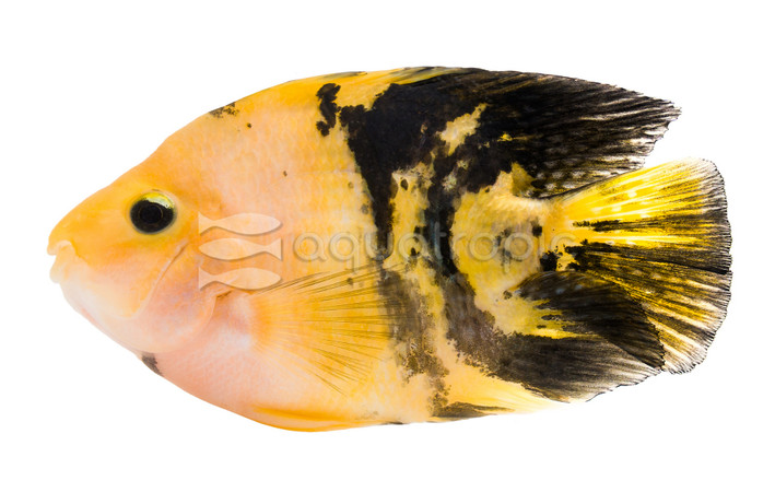 Parrot Yellow Tiger :: 38740