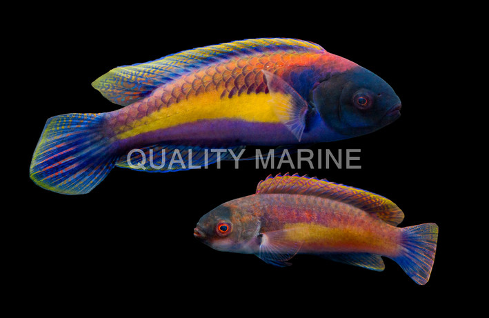 Randall's Fairy Wrasse, Pair :: 77109