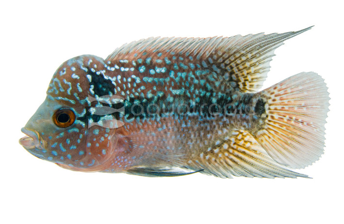 Flowerhorn Red Thunder :: 41802