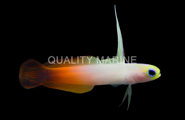 Firefish, Indo :: 16465