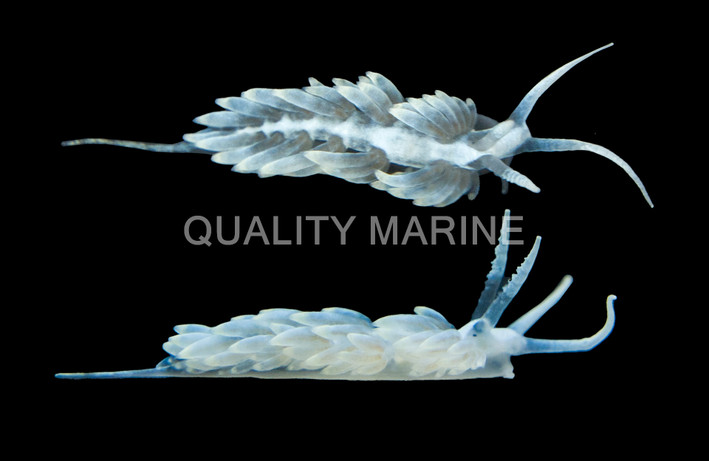 Berghia Nudibranch, QM Labs  :: 85865