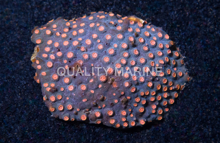 Cyphastrea Green w/Pink Polyps (Meteor Shower) :: 58695