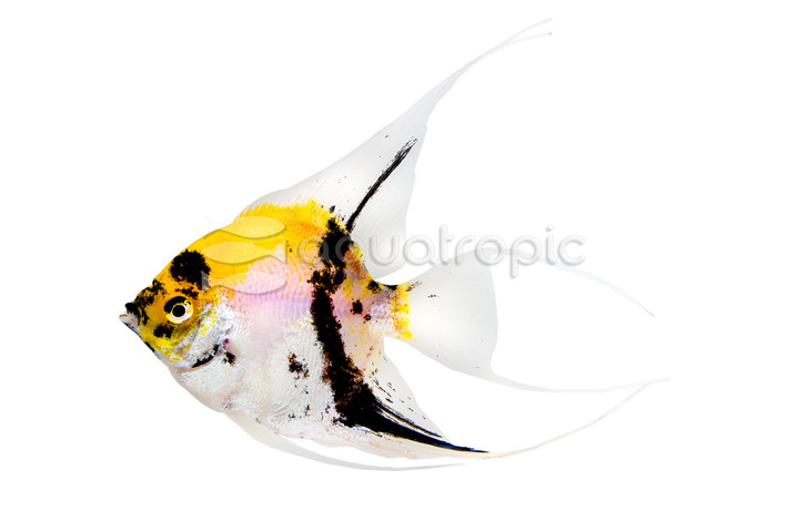 Super Red Devil Angelfish :: 59328