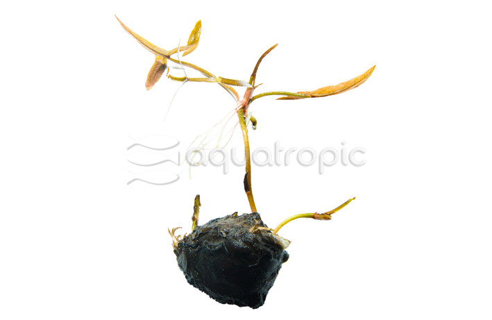 Tiger Lotus Lily Tuber :: 55465