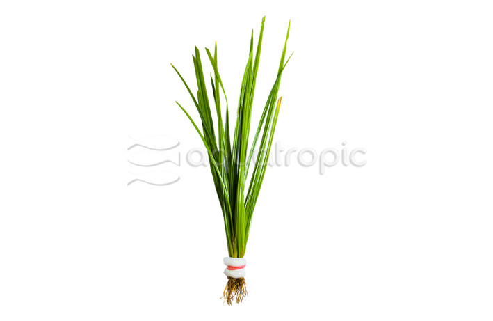 Cyperus helferi - bunch :: 57280
