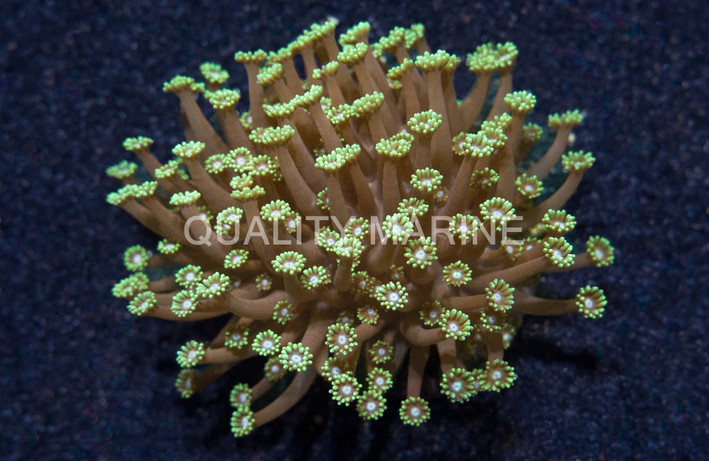 Flower Pot, Green Short Polyp :: 19965