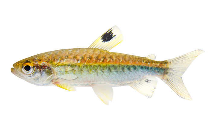 Red Eye Niger Tetra :: 71077