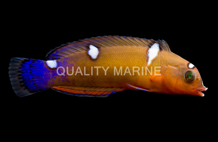 African Coris Wraase, Juvenile :: 61342