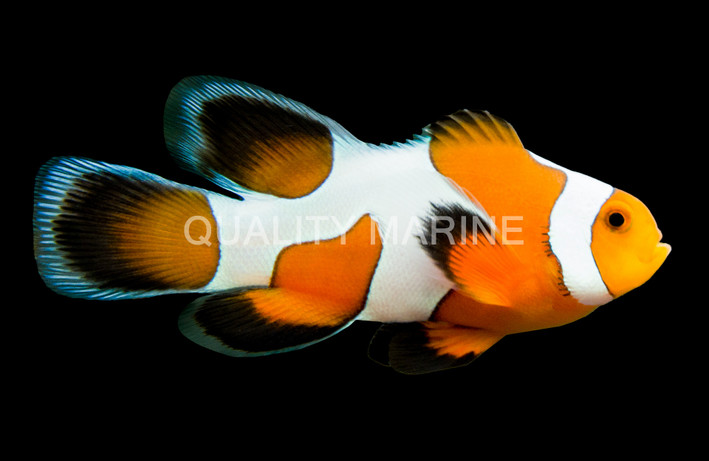 Ocellaris, Longfin Da Vinci, QM Labs :: 56649