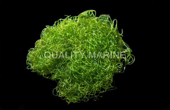 Chaetomorpha, QM Labs :: 48268