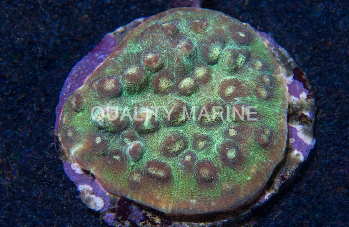 Robokaki Green w/Yellow Eyes :: 81360