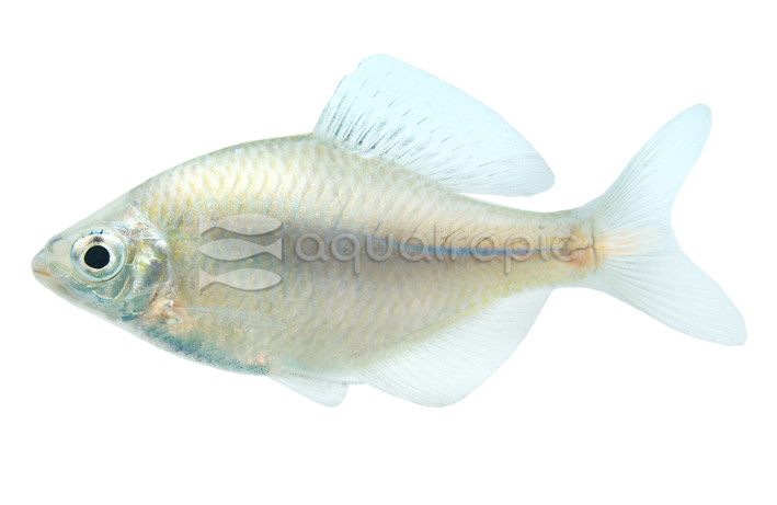 White Fin :: 23980