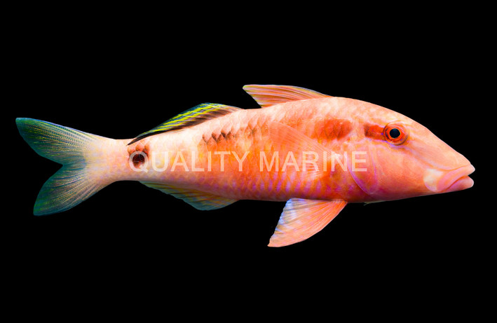 Long-barbelred mullet :: 65579