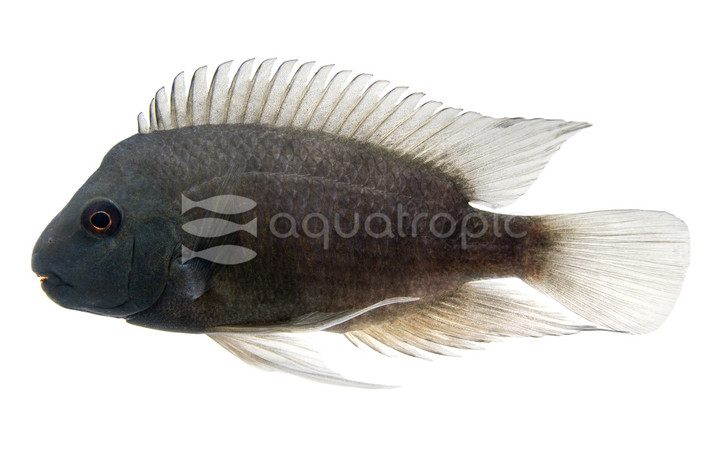 Poor Man's Tropheus :: 29169