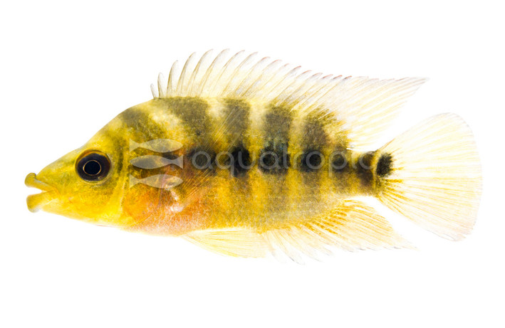 Red Devil - Mojarra :: 62183