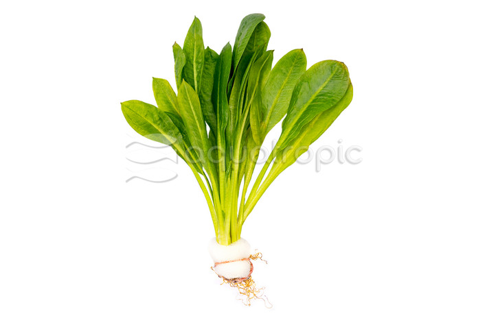 Sword Amazon Rosette (rooted) :: 37121