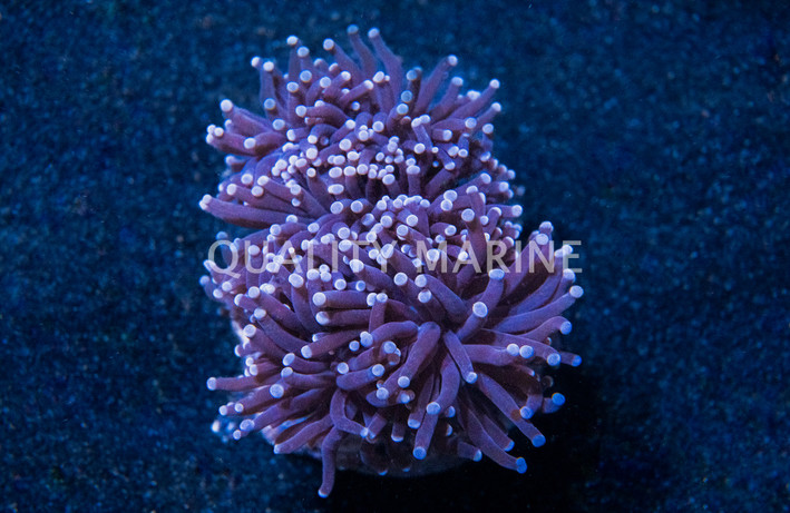 Torch, Black Tentacles w/Purple Tip :: 34769