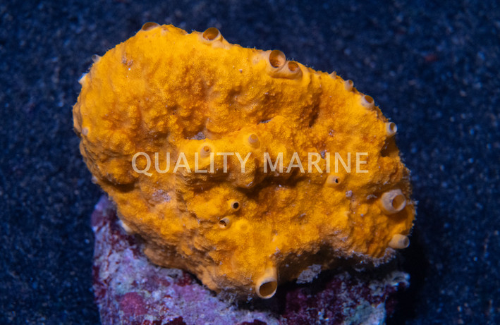 Yellow / Red / Orange Sponge :: 58010