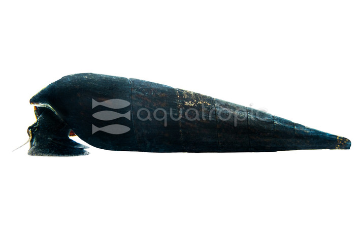 Lava Devil Snail :: 92244