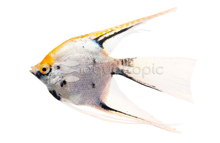 Star Burst Angelfish :: 23533