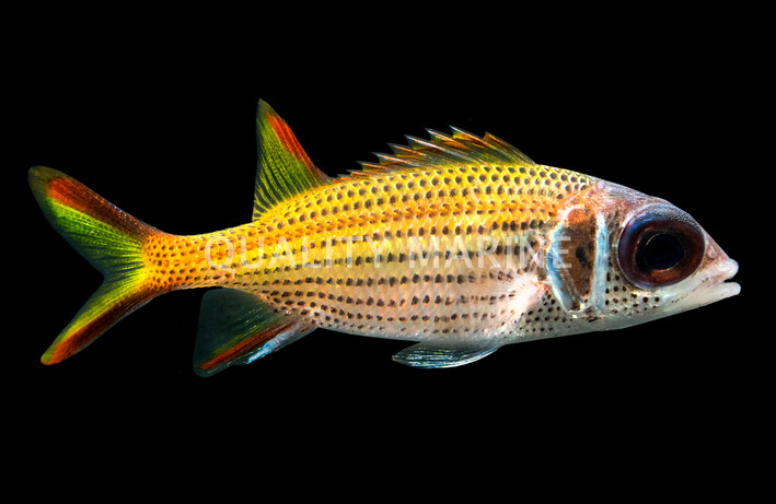 Clearfin Squirrelfish :: 53227