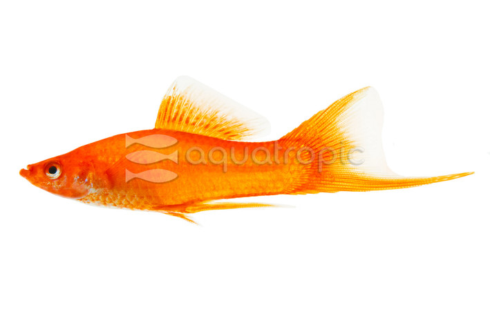 Hifin Red Swordtail :: 82948