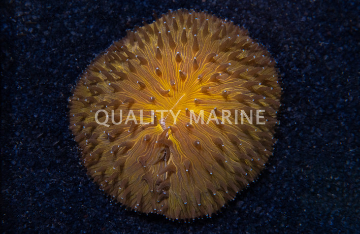 Plate Orange Dome :: 20435