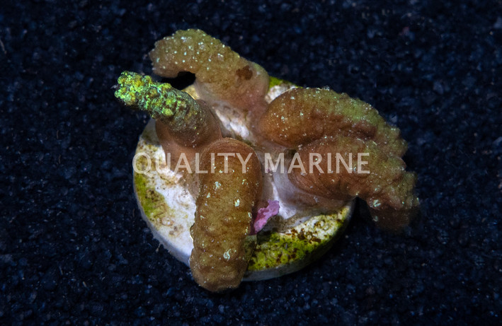 Snake Polyp :: 72540