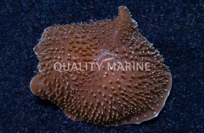 Mushroom Giant Cup :: 89427