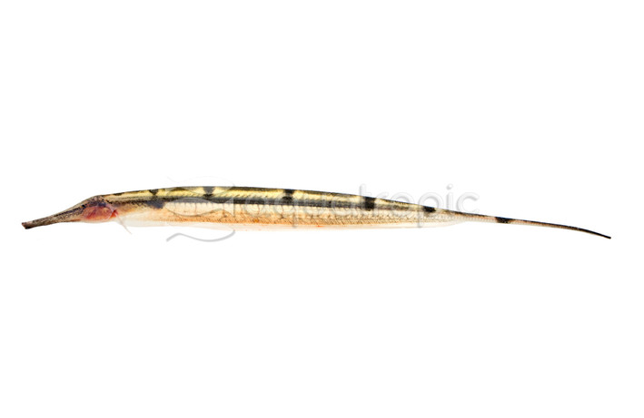 Thermometer Knifefish :: 38012
