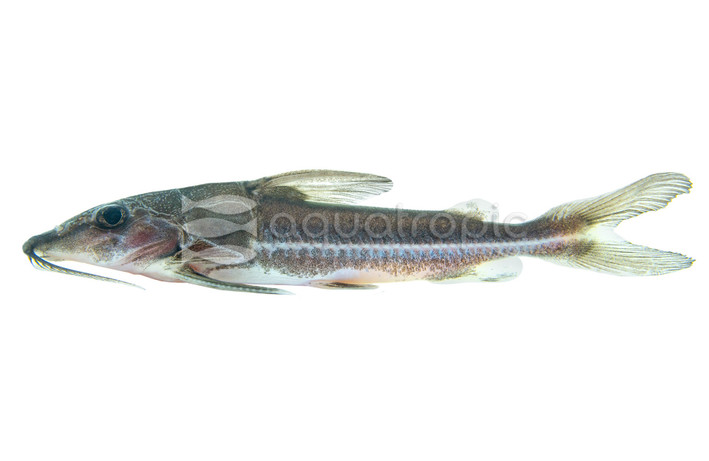 Turushuqui Blue :: 58104