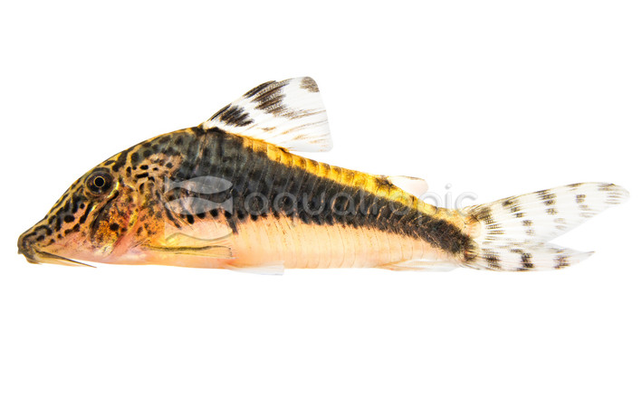 Peru Black Semiaquilus :: 73438