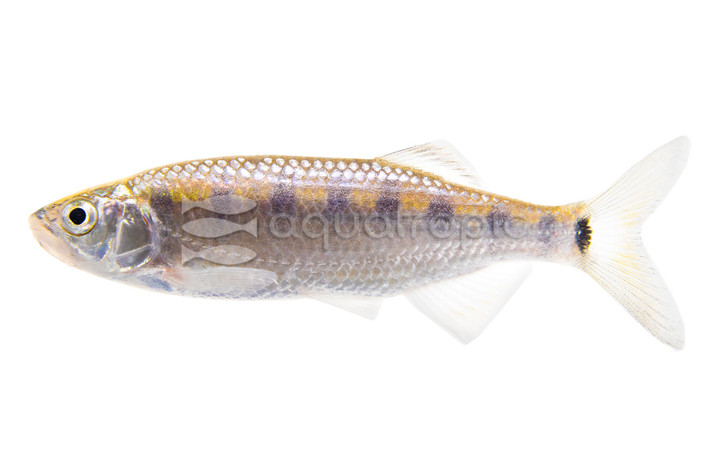 Blue Hillstream Trout :: 22342