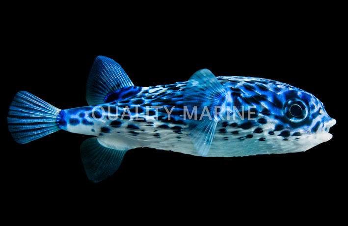 Blue Pelagic Porcupine :: 26552