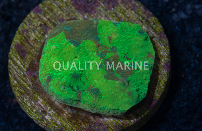 Encrusting, Green Two-Tone :: 34441