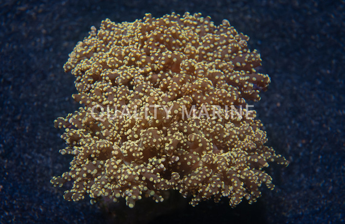 Frogspawn Branching, Orange Tip. :: 52478