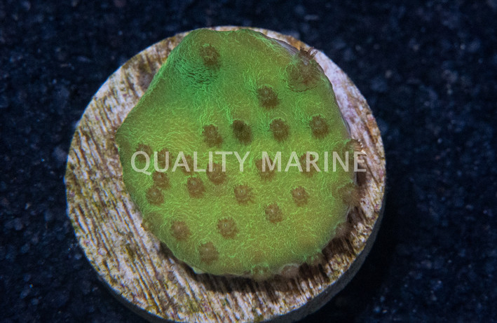 Cup Small Polyp Green :: 68159