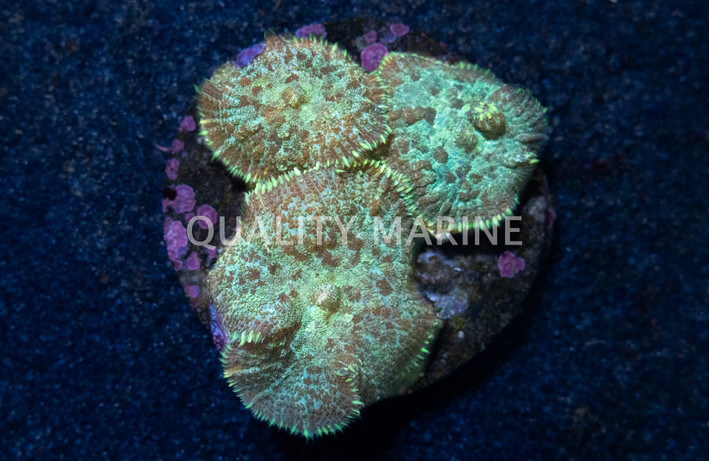 Mushroom Green Bullseye :: 35788