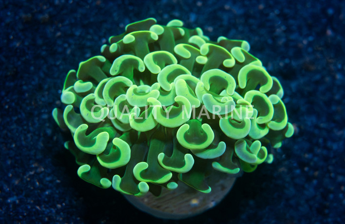 Ancora Hammer Metallic Green Frag :: 28915