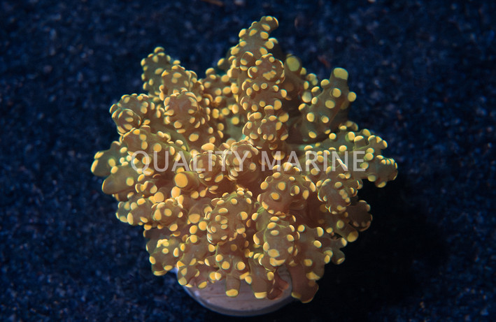 Octopus Branch Green w/Orange Tip :: 28264