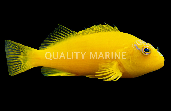 Golden Hawkfish :: 32160