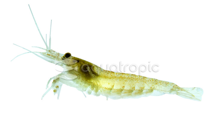 Amano 'Yellow' Shrimp :: 99487