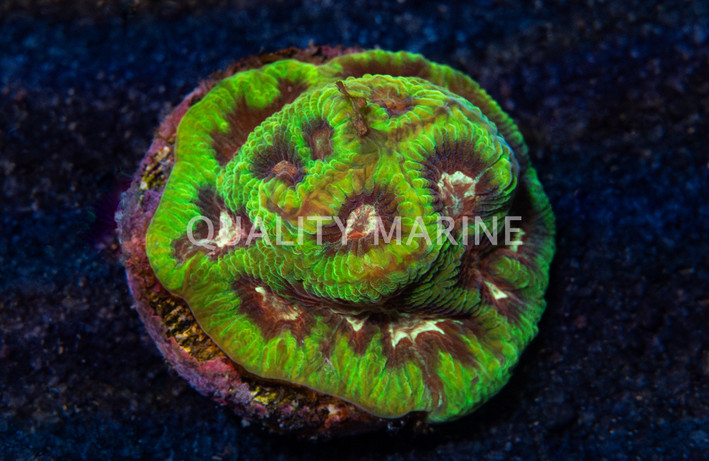 Maze, Frank Zappa :: 29796