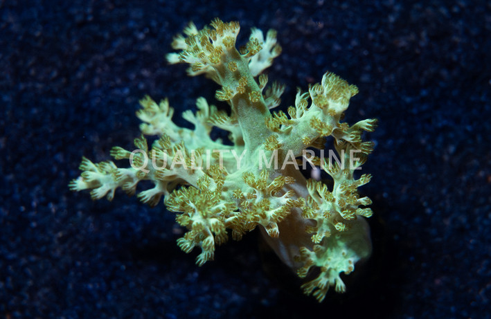 Solomon Hairy :: 46652