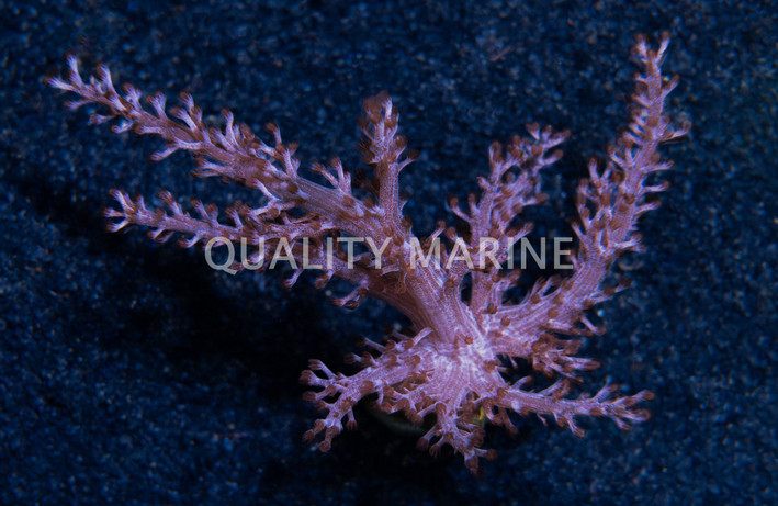 Kenya Tree Pink :: 48358