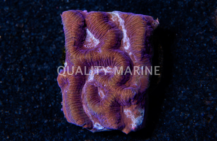 Maze, Grizzly Bear :: 68630